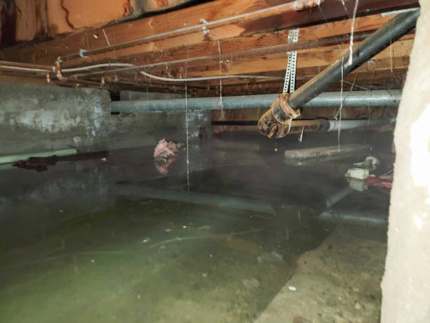 Best Water damage mitigation services  in Port Republic, NJ